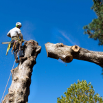 Tree Service - Tree Trimming - Tree Removal